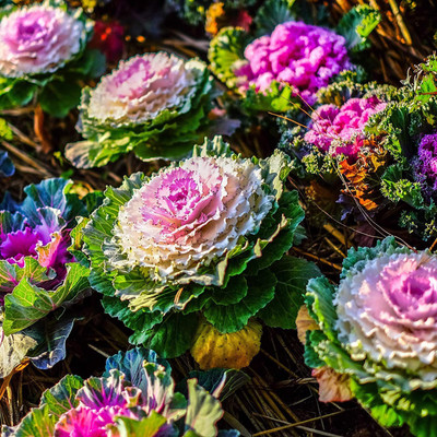KANAYA Kale Flower Hybrid Seed(84 per packet)