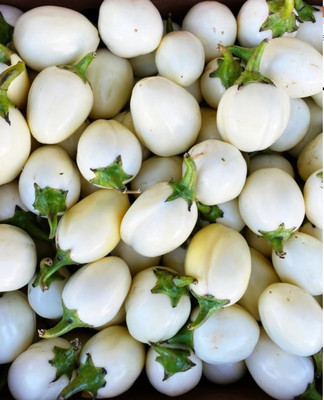 UGRA Eggplant Golden Brinjal – White Eggplant Seed(50 per packet)