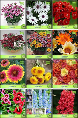 ibains Home garden seeds combo flower Seed(355 per packet)