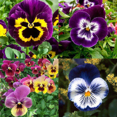 ibains Pansy seed for planting 16 Seed(16 per packet)