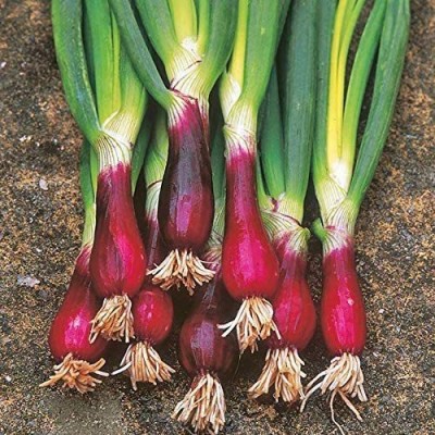 CYBEXIS HUA-99 - Red Welsh Onion - (13500 Seeds) Seed(13500 per packet)