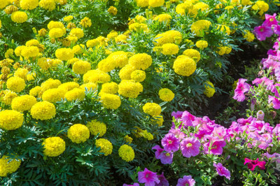 seedx marigold/gende ka phool flower seeds Seed(25 per packet)
