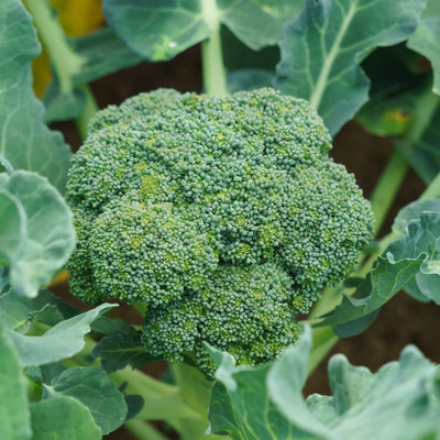 WILLVINE HAR -VI Non-GMO Waltham 29 Broccoli Seed [2.5g] Seed(750 per packet)