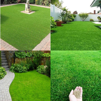 ibains Grass seeds for lawn bij 8400 Seed(8400 per packet)