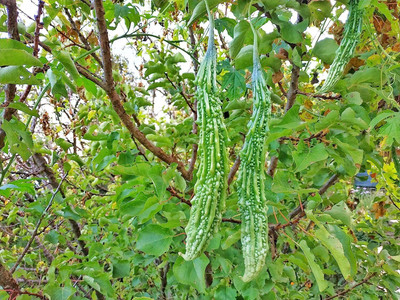 Aywal Vegetable seed -Bitter Gourd - Karela Seeds F1 Hybrid Seed(170 per packet)