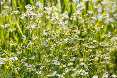 CYBEXIS NBIR-25 - German Chamomile - (250 Seeds) Seed(250 per packet)