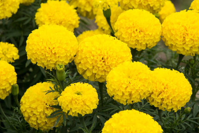 La Molisana marigold/gende ka phool flower seeds Seed(50 per packet)