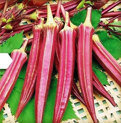 Quentova Okra ( Lady's Finger, Bamia) Burgundy Red-VK-2T Seed(250 per packet)