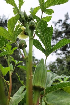 Quentova Spineless Okra Seeds-LIV-4B Seed(200 per packet)