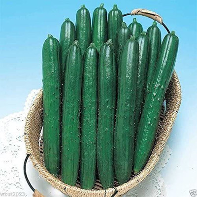 CYBEXIS HUA-14 - Early Spring Cucumber - (450 Seeds) Seed(450 per packet)