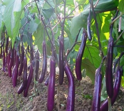 UGRA Long Purple Eggplant Seed(2000 per packet)