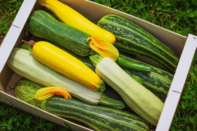 Qualtivate ICRA-5A Zucchini Courgette Squash Summer Mix Seed(30 per packet)
