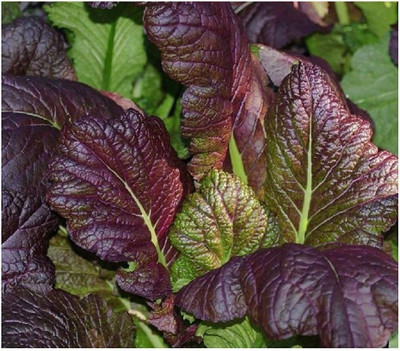 CYBEXIS LXI-39 - Mustard Greens Red Giant - (2250 Seeds) Seed(2250 per packet)