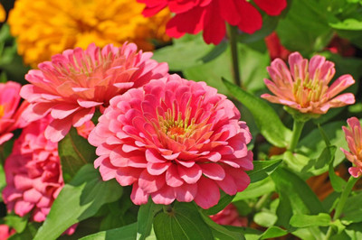LPR ZINNIA, ZENNIA Seed(35 per packet)