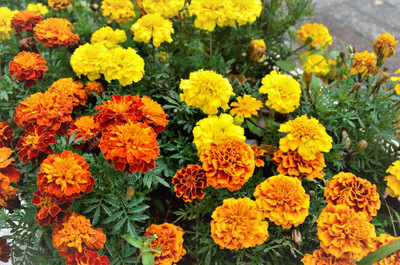 PLANTBEES marigold/gende ka phool flower seeds Seed(75 per packet)