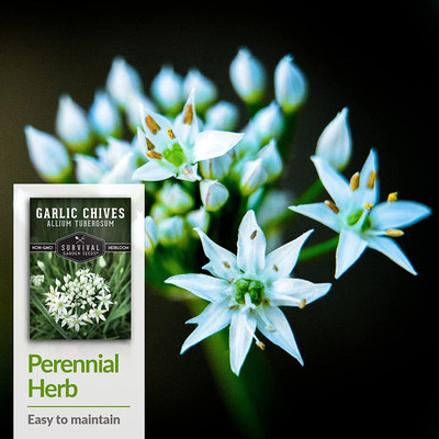 VibeX XLR-91 - Chinese Garlic Chives - (750 Seeds) Seed(750 per packet)
