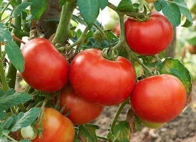 GARDENIFY INIDA tomato Seed(145 per packet)
