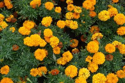 NIDHI AYURVEDIC marigold/gende ka phool flower seeds Seed(25 per packet)