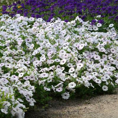 VibeX LX-13 - Easy Wave Spreading Petunia Silver Flower - (60 Seeds) Seed(60 per packet)