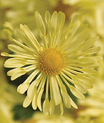 Biosnyg Garden Mum, Mammoth Daisy Quill Yellow [50 Seeds] Seed(50 per packet)