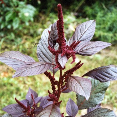 SREE Red Amaranth Spinach,Lal Shak ,Hybird Seed(500 per packet)