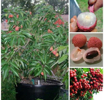 Oliver litchi,lichi.lichyee Seed(8 per packet)