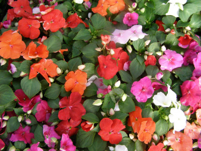 Bula Plant House Impatiens Mixed Seed(105 per packet)