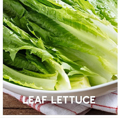 CYBEXIS Leaf Lettuce1000 Seeds Seed(1000 per packet)