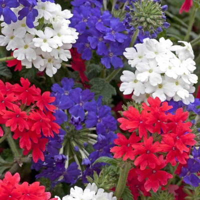 BDSresolve superbena verbena seeds pack of 32 Seed(32 per packet)