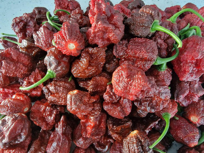 Biosnyg Disease-Resistant Apocalypse Chocolate Chilli Seeds For Gardening-(2000 Seeds) Seed(2000 per packet)