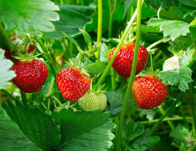 Aywal Strawberry Fruit Seed(25 per packet)
