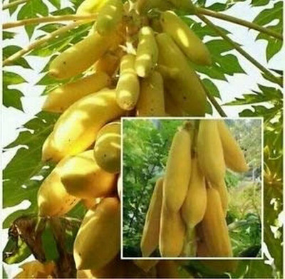 Aywal Florida Royale Papaya Seed(400 per packet)