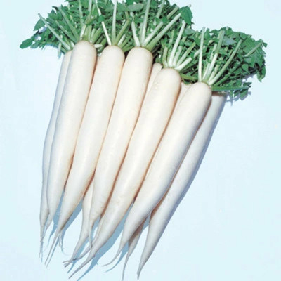 VINTI White Radish Muli/Mooli Seed(2000 per packet)