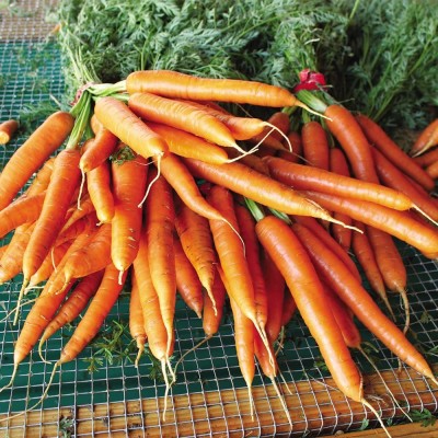 VibeX XL-12 - Orange Carrot - (2250 Seeds) Seed(2250 per packet)