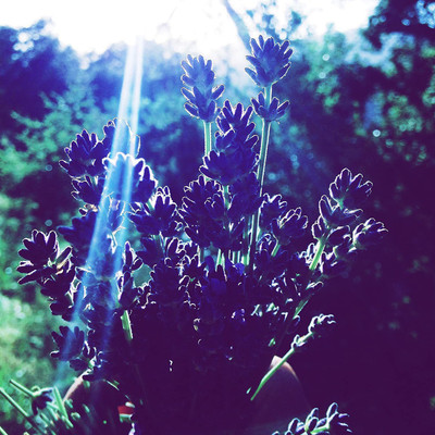 WILLVINE PAU-55 Vera English Lavender Seeds Seed(500 per packet)