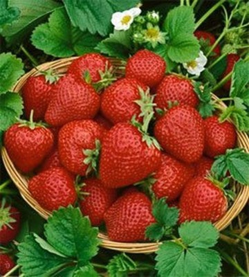 KNESSiN Very Sweet Strawberry Seeds Plants Seed(50 per packet)