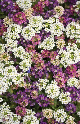 Aywal Alyssum Red Flower Seed(40 per packet)