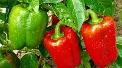 DIVINE CAPSICUM Seed(85 per packet)