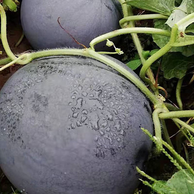CYBEXIS NDIR-51 - Black Diamond Watermelon - (1350 Seeds) Seed(1350 per packet)