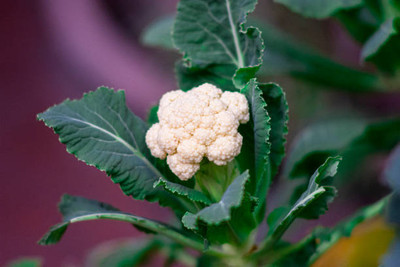 Sorin Group white cauliflower,gobhee seeds Seed(35 per packet)