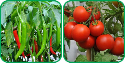 WILLVINE VMR -IX Tomato And Chilli[10gm, 2000 Seeds] Seed(2000 per packet)