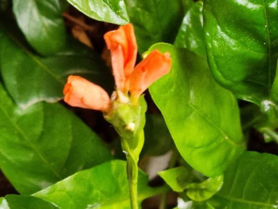 usdeepar retrail kanakambaram-firecracker-crossandra Seed(37 per packet)