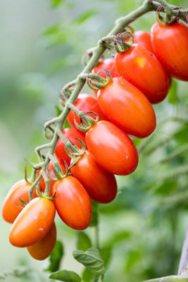 Farmhook tomato Seed(115 per packet)