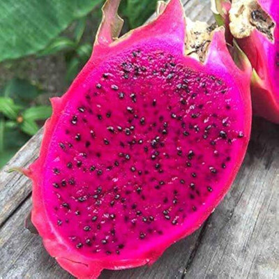 ibains Dragon fruit c seeds pack of 7 Seed(7 per packet)