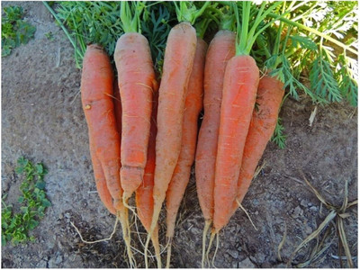 CRGO GAAJAR, CARROT Seed(100 per packet)