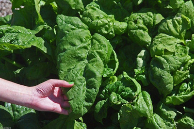 DROXTY SPINACH Seed(300 per packet)