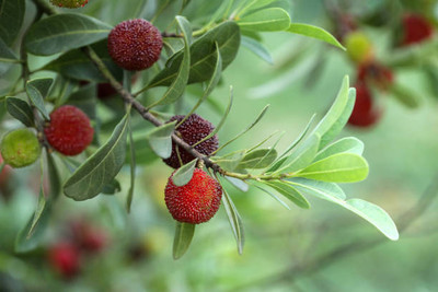MAA LITCHI,LICHEE,LYCHEE Seed(10 per packet)