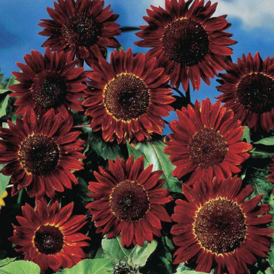 KANAYA Sunflower Flower Seed(48 per packet)