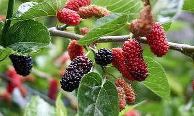 Oliver mulberry(shahatoot) fruit seeds Seed(247 per packet)