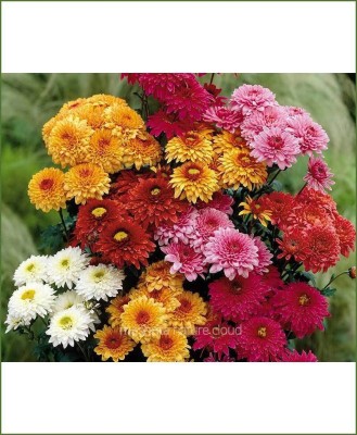 Qausain Exotic Chrysanthemum Mix Seed(73 per packet)